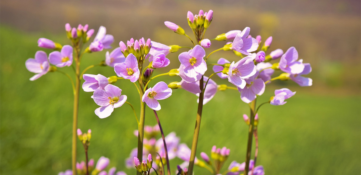 Das Bild zeigt Blumen; Fotoquelle: pixabay